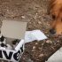 Куче пронашло кутија со напуштени мачиња: На сопствениците им приредил вистинско изненадување (видео)