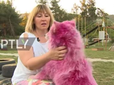 Спасила розеви самоједи од сигурна смрт(видео)
